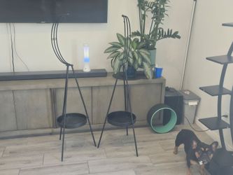 Plants stands