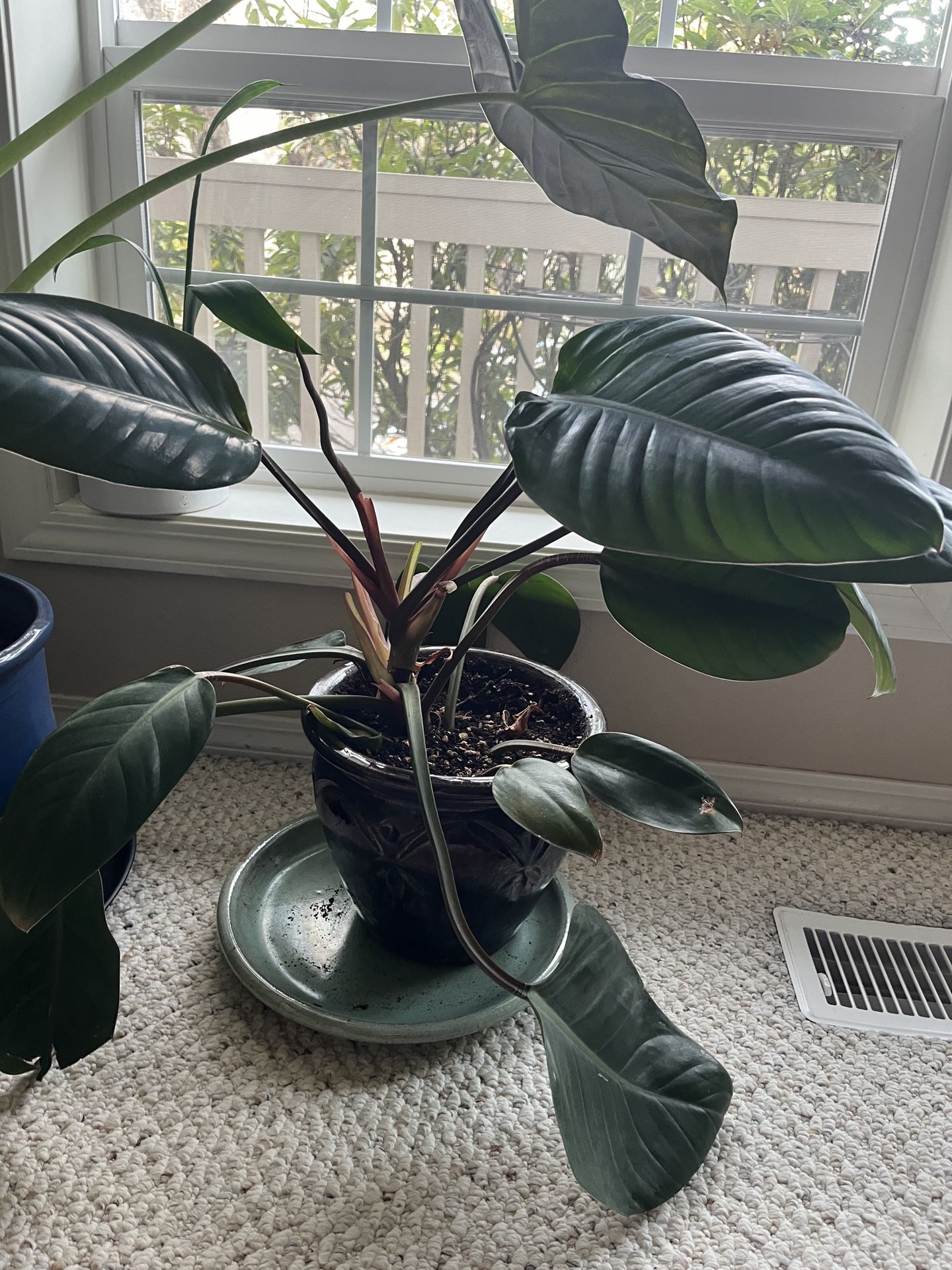 Philodendron Plant With Pink-purple Hues In Ceramic Pot