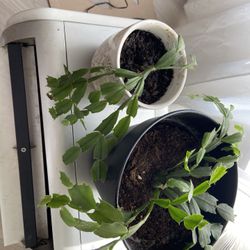 Christmas Cactus Plants 