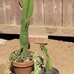 Cactus