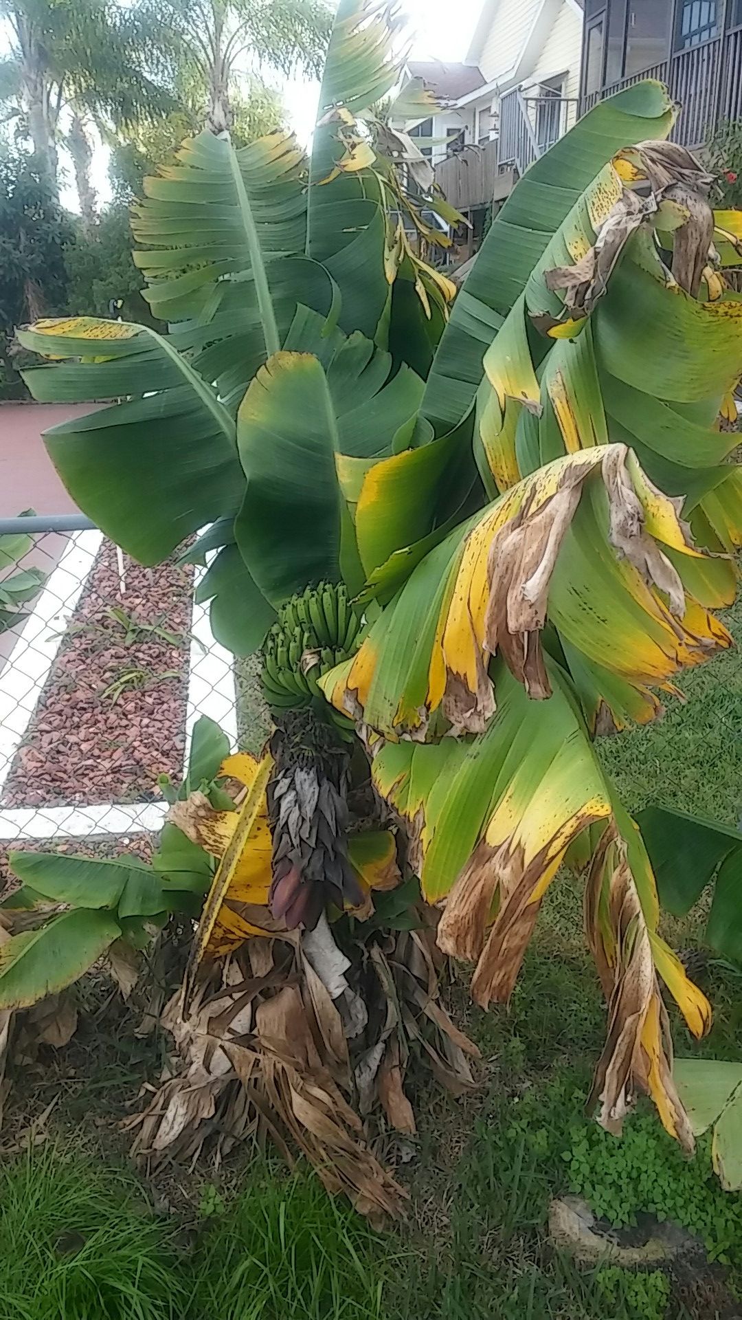 Banana Tree