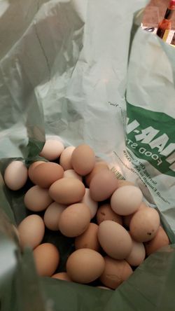 Free range eggs