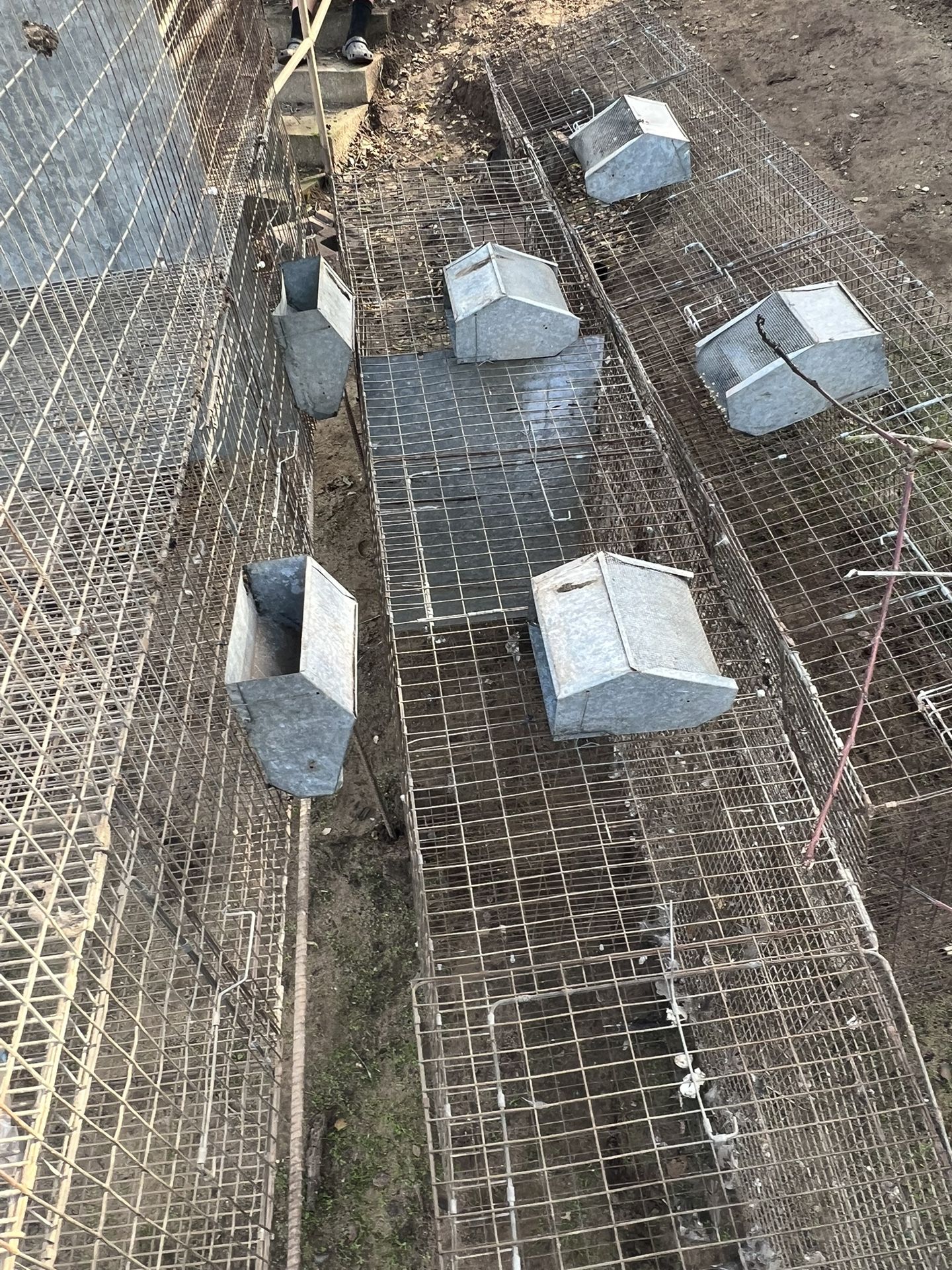 Jaulas Para Gidornisez.