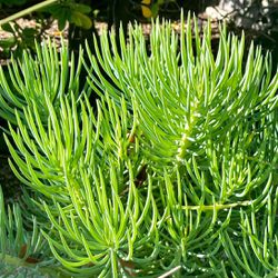 Free- Succulent cuttings - Senecio vitalis - narrow chalksticks