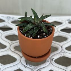 Suculentas