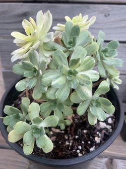 Sun Cup Variegated aeonium succulent