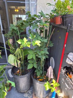 Plants