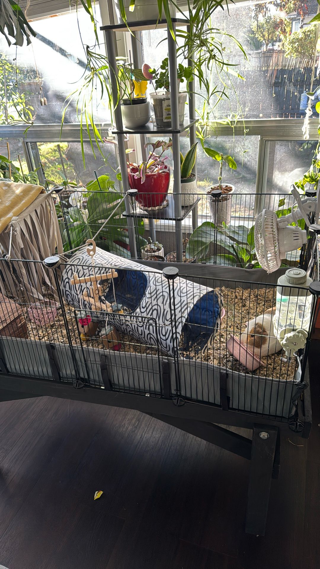 guinea pig