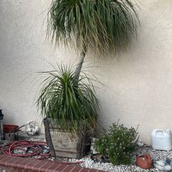 Palmera Ya Logtafa