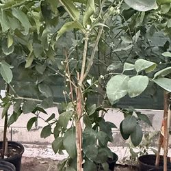 Bearrs Lime Trees 5F The Tall $60 Each Price Firm 