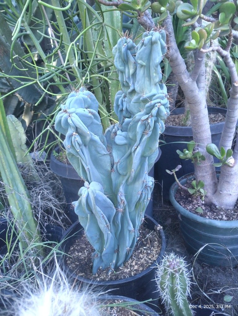 Monstroses Peruvian Apple Cactus Plant