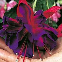 4” Big Fucshia Plant Voodoo