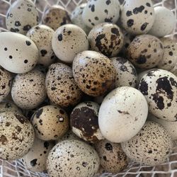 Quail eggs