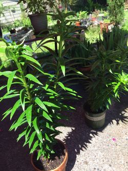 Asiatic lily flower