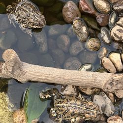 Toad Enclosure Cage Tank