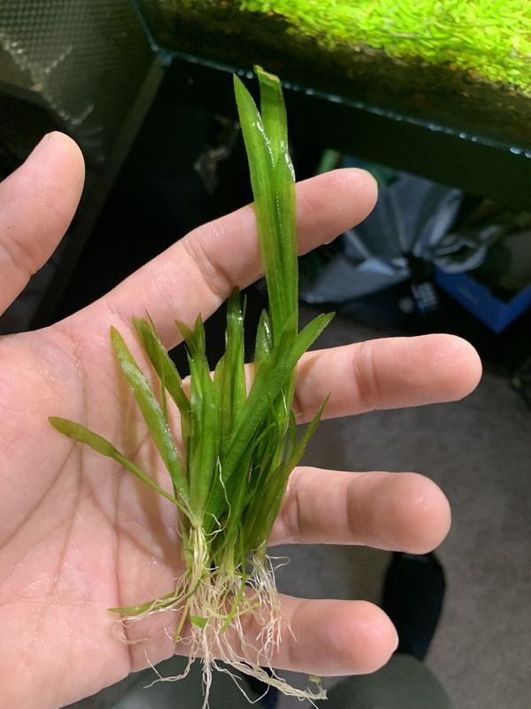 Jungle val for Sale in Los Angeles, CA - OfferUp