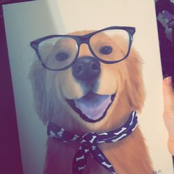 Dog Canvas Picture