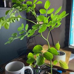 Moringa oleifera - Buds To Blossoms Farm Is Now Taking Preorders For May. 