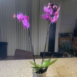 Orchids For Sale 