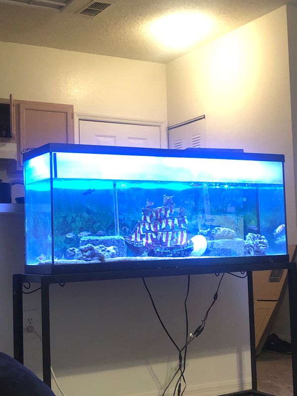50 gallon fish tank w/fish and all decor for Sale in Tampa, FL OfferUp