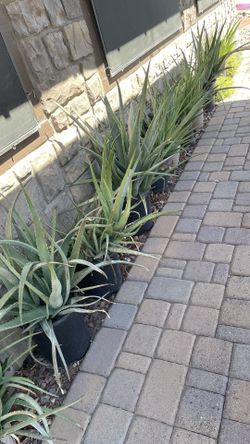 Aloe