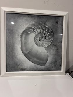 Framed Nautilus Shell Black and White Art Print