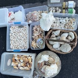 🔥 HUGE SEASHELL COLLECTION – BEACH DECOR & CRAFT SHELLS – BEST PRICES IN FLORIDA 🔥