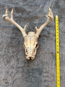 Real Whitetail Deer Skull w/ Antlers Multi Point Weathered Taxidermy Oddity