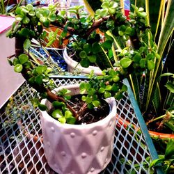 Plants & terrarium  & much more different Prices And Sizes 