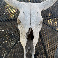 Texas longhorn skull Home Decor 