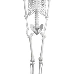 $80 RETAIL- Full Body Skeleton with Movable Joints, Life Size Skeleton


