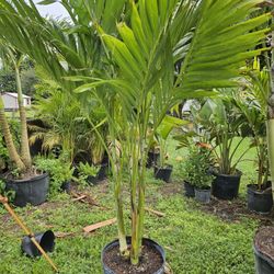 crhistmas Palms over 6 feet tall Instant decoration 