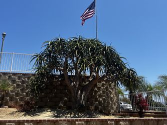 ALOE TREE BARBERAE BAINESII