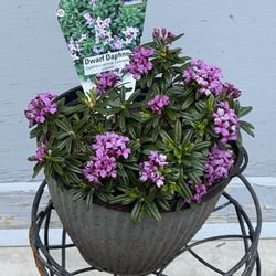 Fragrant Blooming Daphne 'Lawrence Crocker'