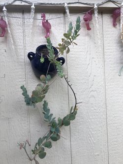 Succulents on ceramic half pot $23