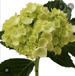 14 Mini Green Hydrangea Cuttings 5-10 Inches Fresh From The Flower-Florist Shop