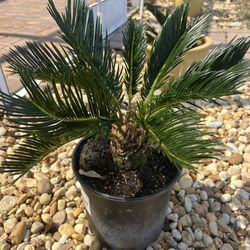 Sago Palm 🪴