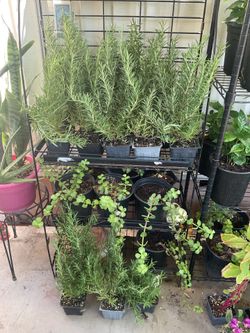 Rosemary plants