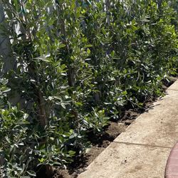Indian Laurels Column Tree