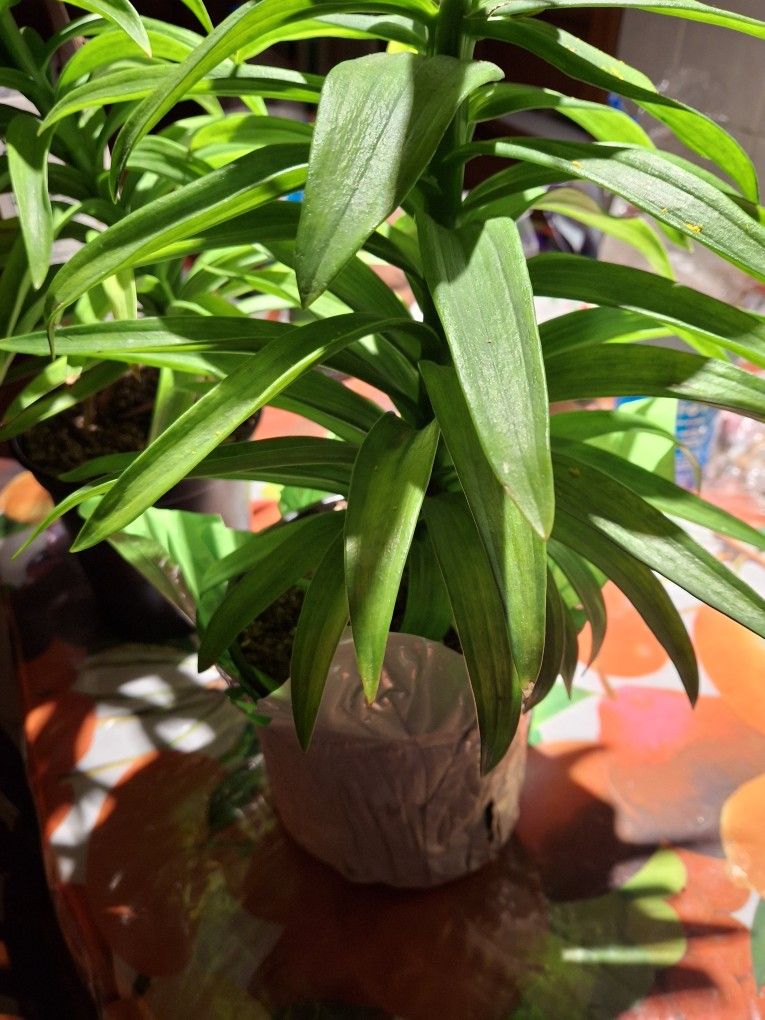 Green Plant