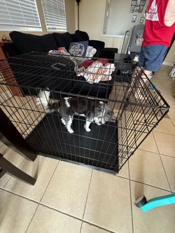 Large XL Dog Crate / Folding Metal Kennel