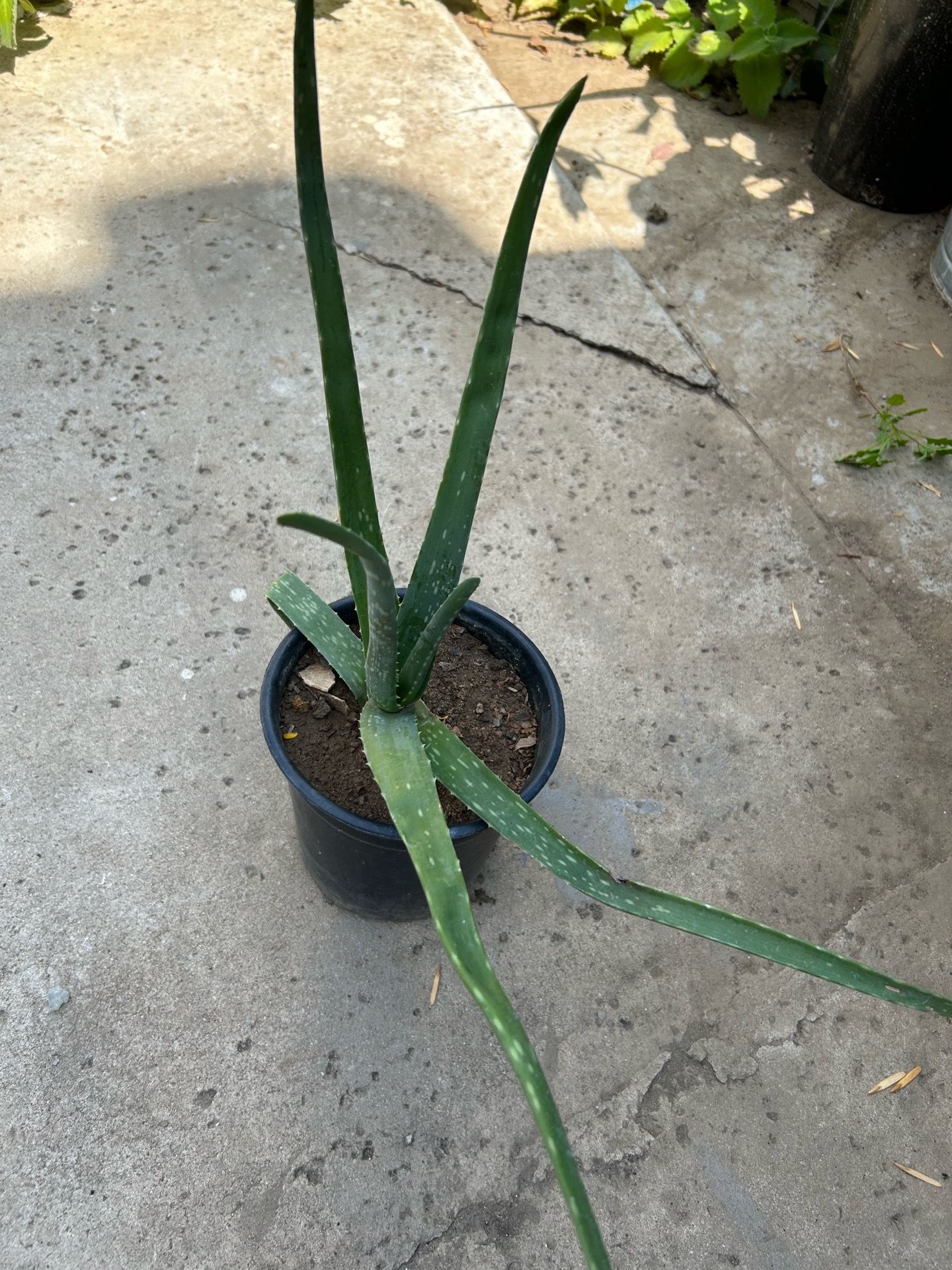 planta de sábila