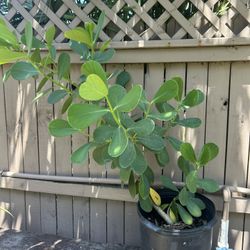 Clusia-Autograph Plant