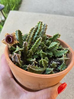 Huernia Zebrina var Zebrina Cactus Stapeliads Orbea Stapelia