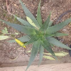 Aloe Vera
