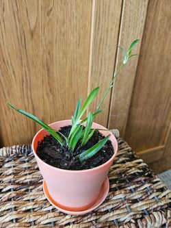 Spider Plant  (Peach pot)