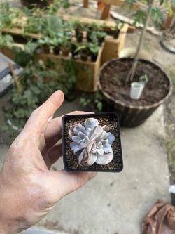 Chrispate beauty Echeveria Rare