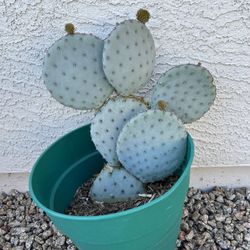 Cactus Plant 