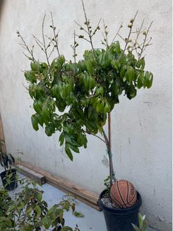 Huge fruiting Kohala Longan Fruit Tree