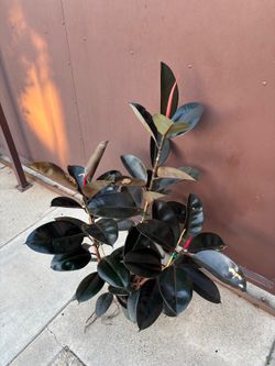 8” xl Burgandy rubber plant